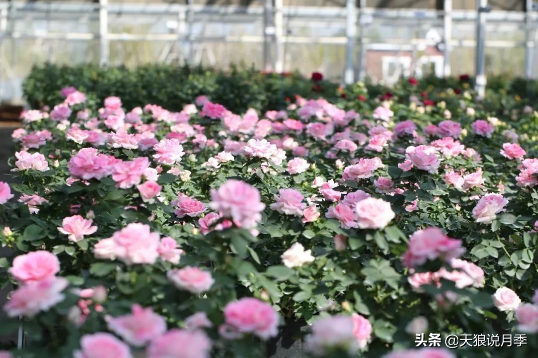 都说“最美人间四月天”，应该就是月季开花的模样吧！