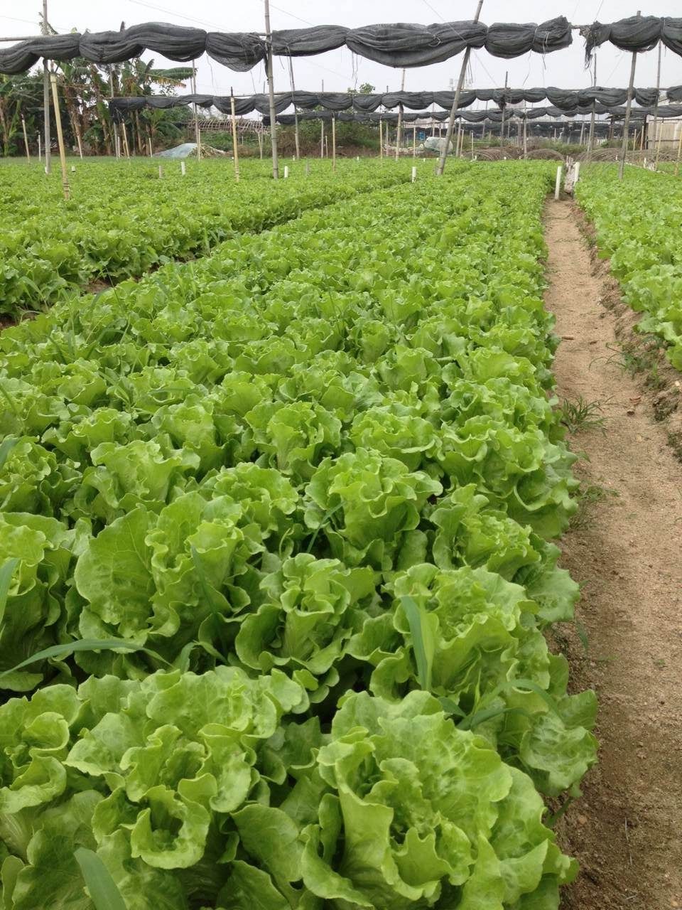 小菜蛾用诱虫灯能灭吗,小菜蛾几乎对所有药剂都有抗药性