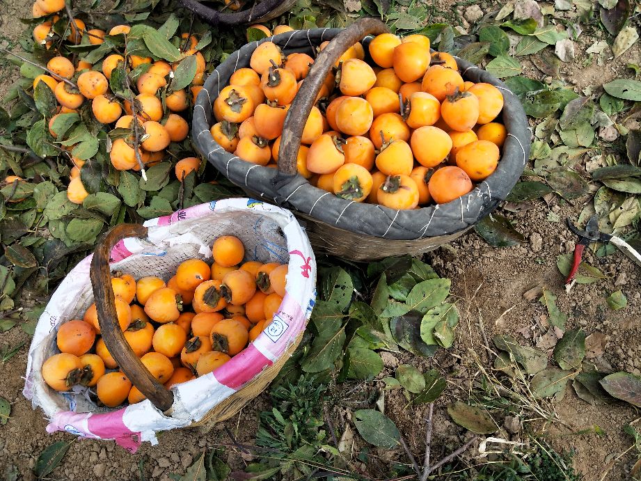 采摘柿子过程,柿子采摘方法介绍