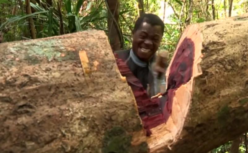 实拍非洲紫檀木*私走**全过程：护林员做*私走**，一根紫檀木赚三万