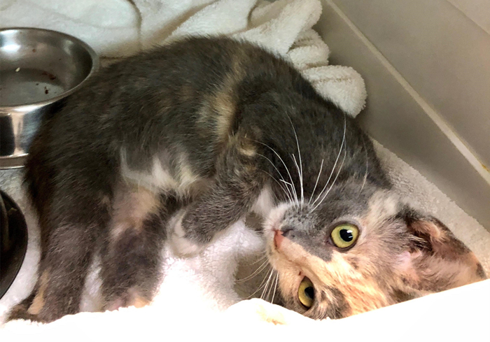 肺部结节跟猫咪有关系吗,辟谣得了肺结节