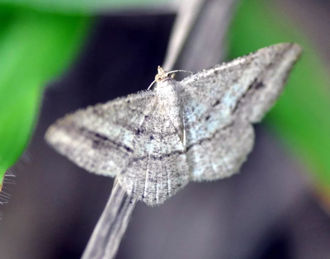 传说中的蛊虫真的有吗,传说中的扑棱蛾子