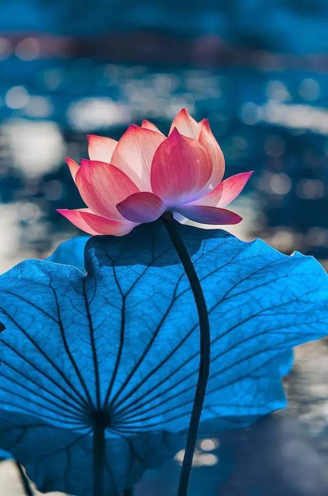 出淤泥而不染荷花之美,如果你是一朵出淤泥而不染的荷花