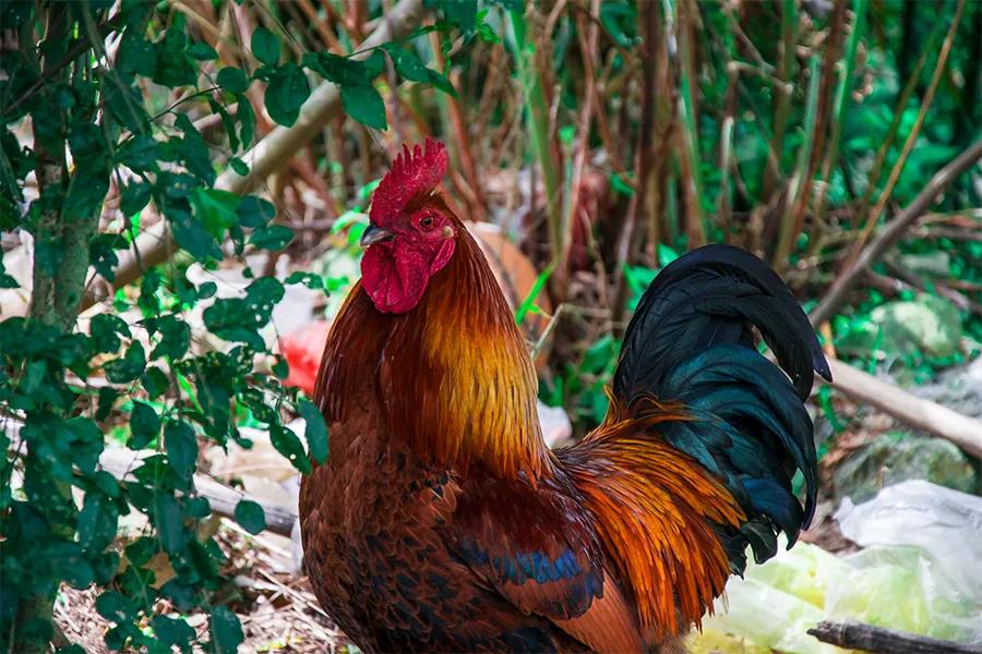 儿童画教程|油画棒技法练习《穿花衣服的大公鸡》