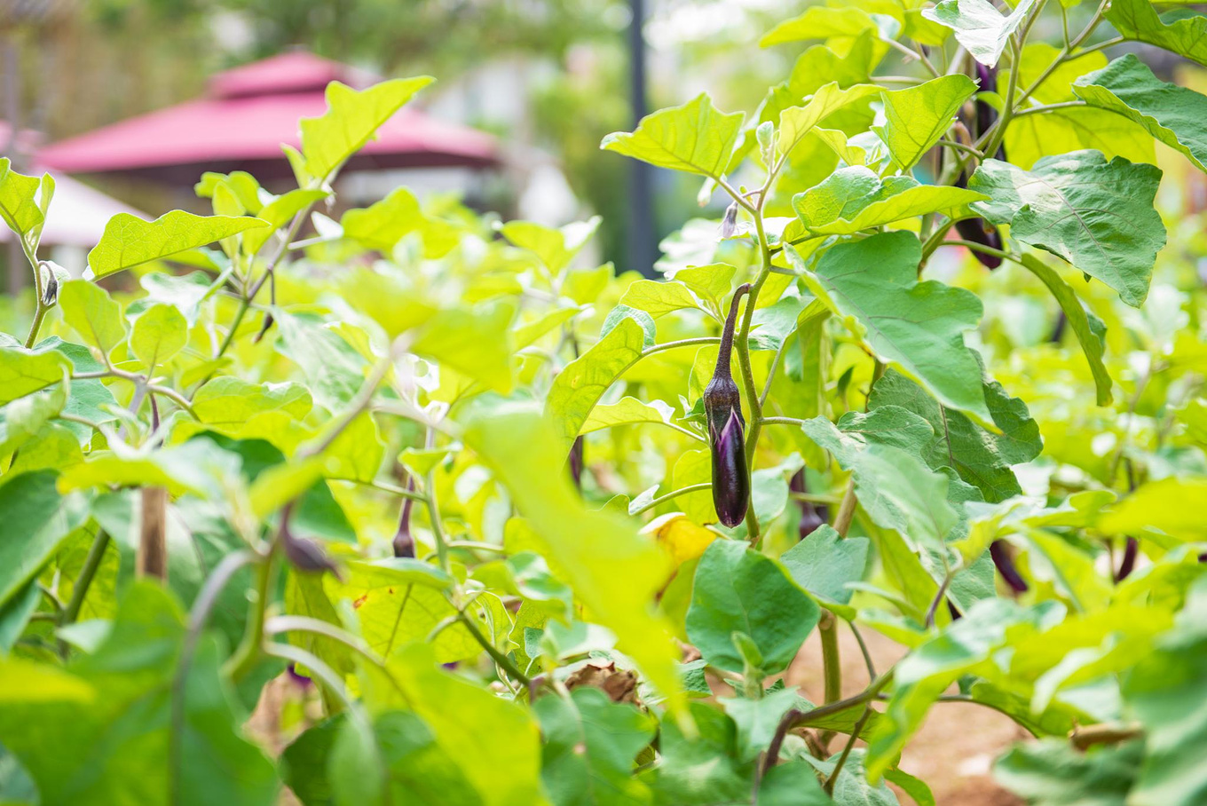 深圳客家甘坑小镇元宵游玩时间,深圳甘坑小镇客家文化