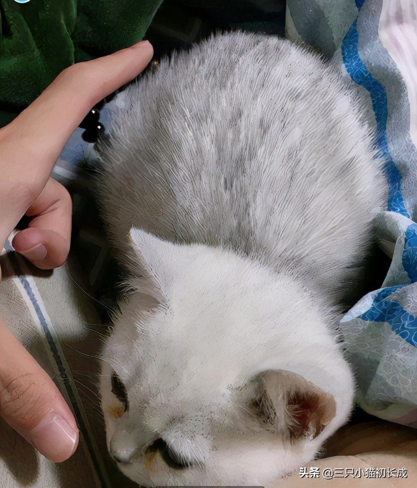 猫咪耳朵油腻腻的该怎么办,猫咪耳朵油油的有泥垢如何清洗