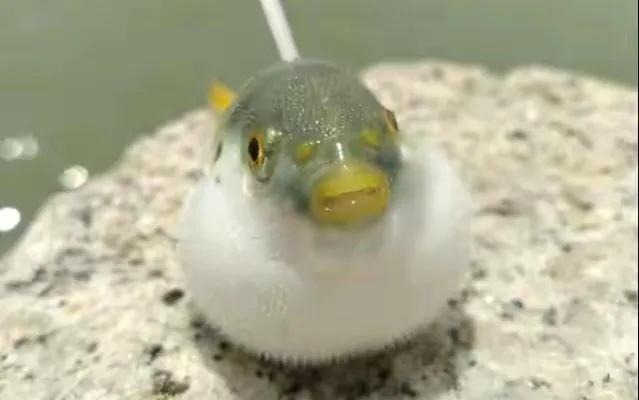 名贵的六种鱼你吃过几种,20种名贵海鱼