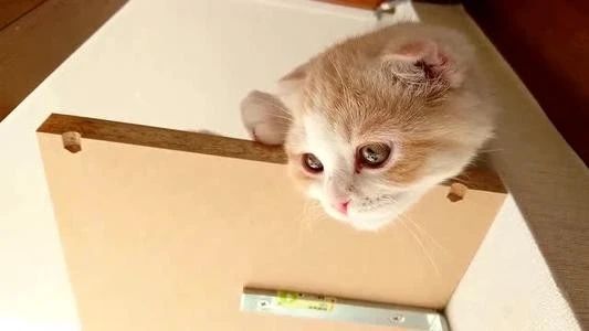 猫频繁舔毛是怎么回事,家猫经常舔人是怎么回事