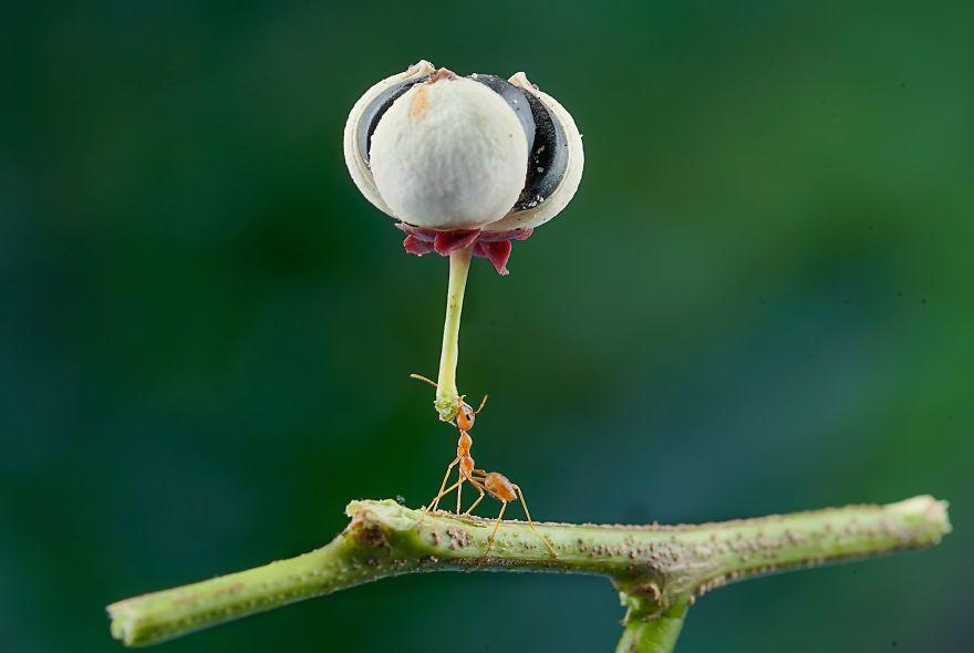 生物世界真的很奇妙,大自然中奇妙的生物