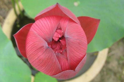 养碗莲,做到“3多”,不干叶绿油油,开花勤,3天冒一个花苞