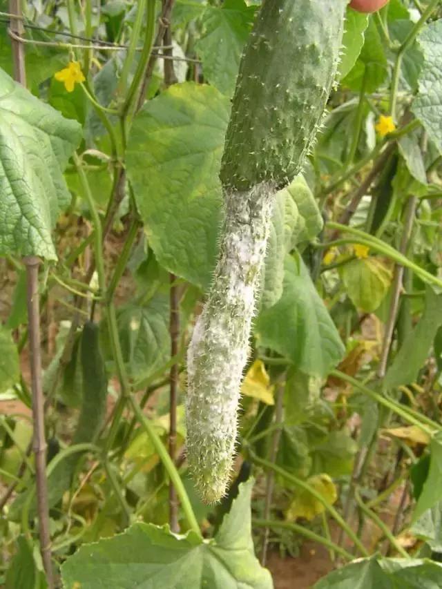 瓜类病害治疗药,瓜类主要病害有哪五条