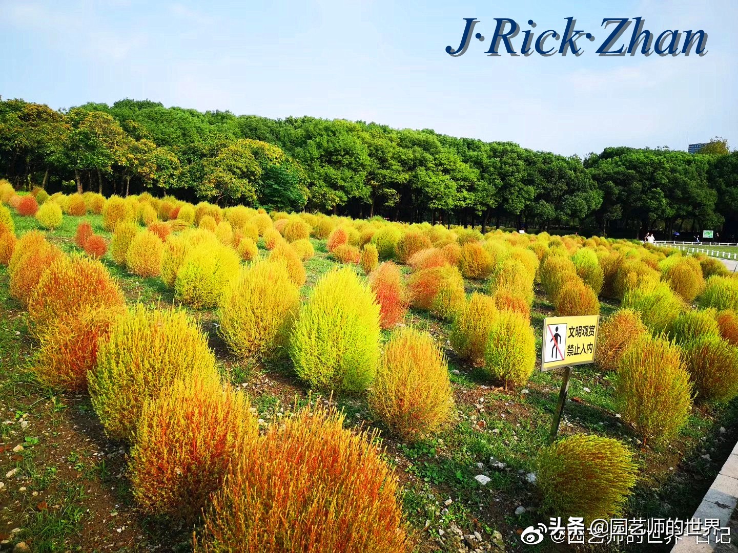 红色地肤草的种植方法,红地肤怎么养