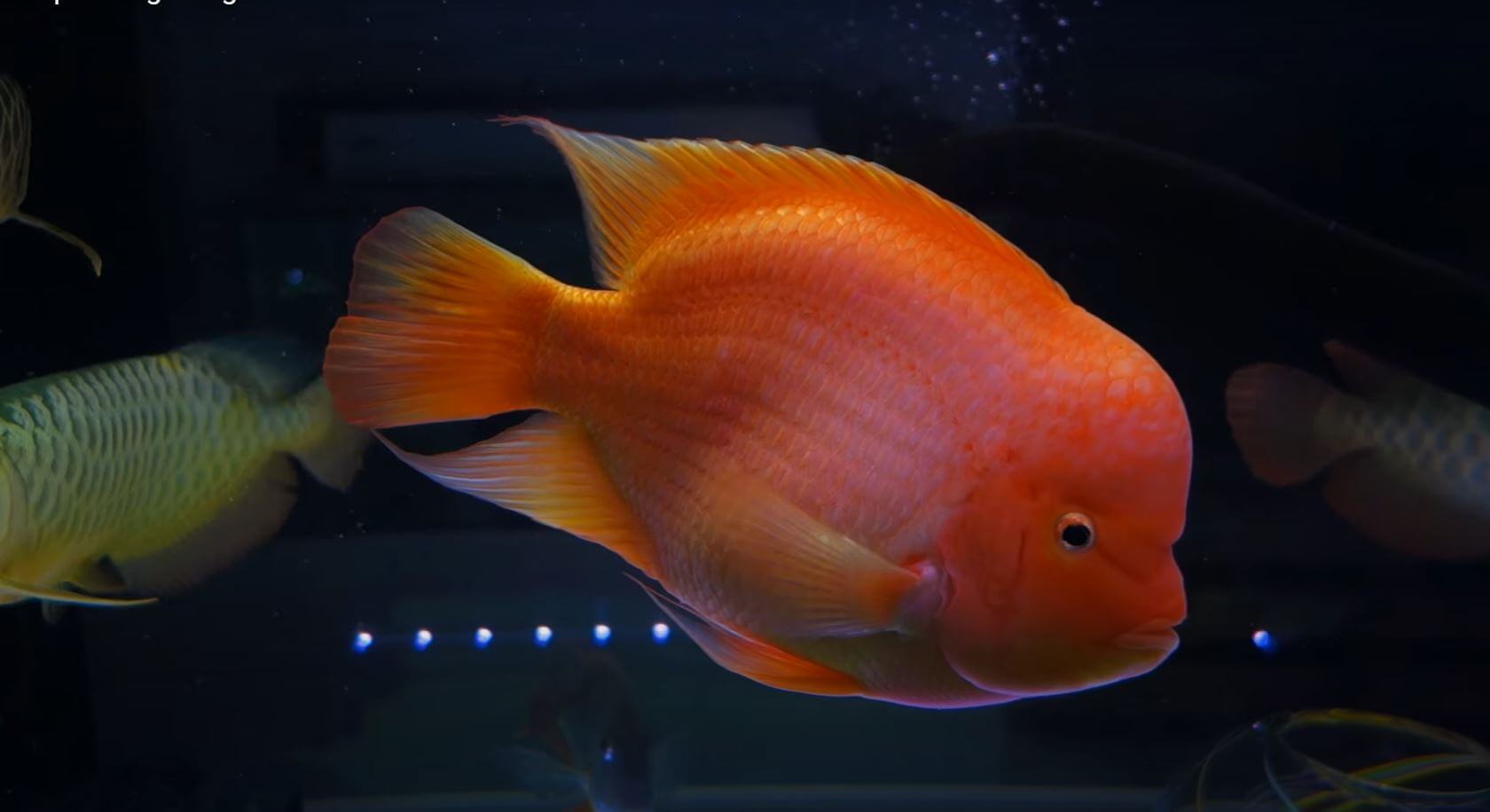 鹦鹉鱼为什么变白后不会变红了,鹦鹉鱼为什么养着养着变白了