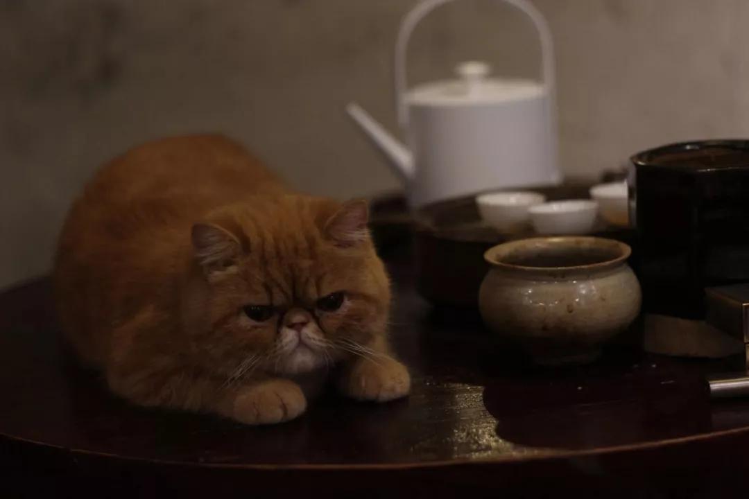 一人一茶一猫陪伴的时光,一人一茶一猫