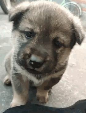 科学养犬四个标准是指哪些,科学养宠攻略狗不能吃什么