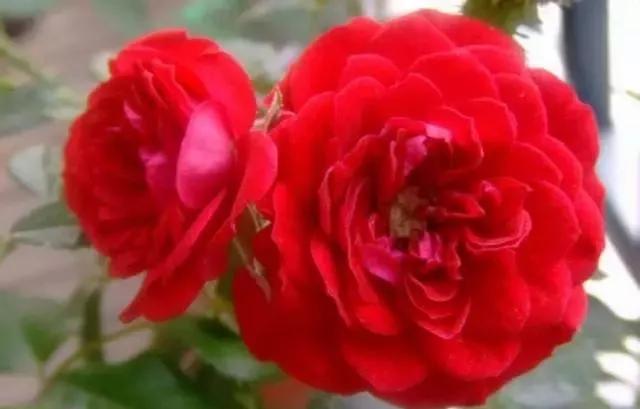 玫瑰花有哪些品种,玫瑰花有哪些品种大全