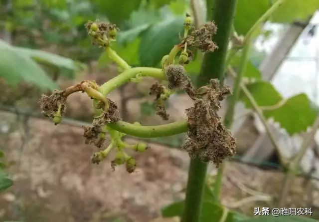 葡萄霜霉病流行的主要环境条件是,葡萄霜霉病最短间隔几天打一次药