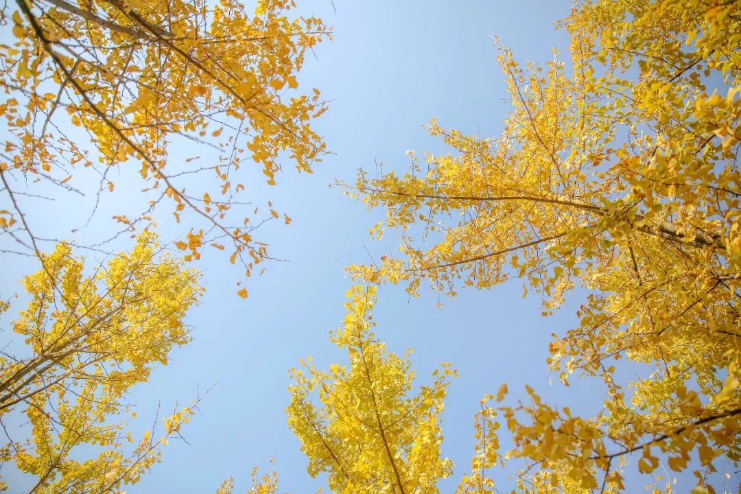 武汉职业技术学院校园风采,武汉职业技术学院风景