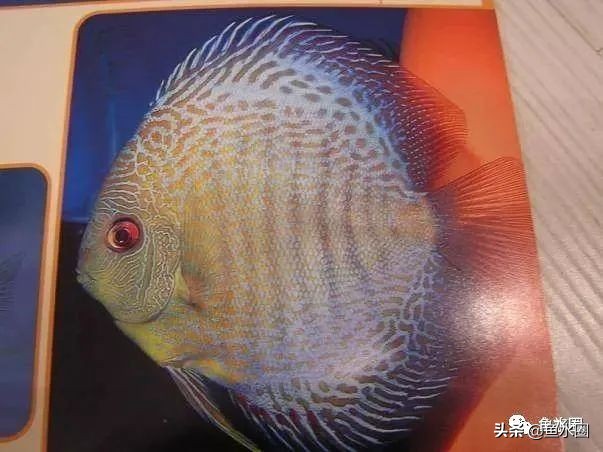 七彩神仙品系图谱,七彩神仙全系品种介绍