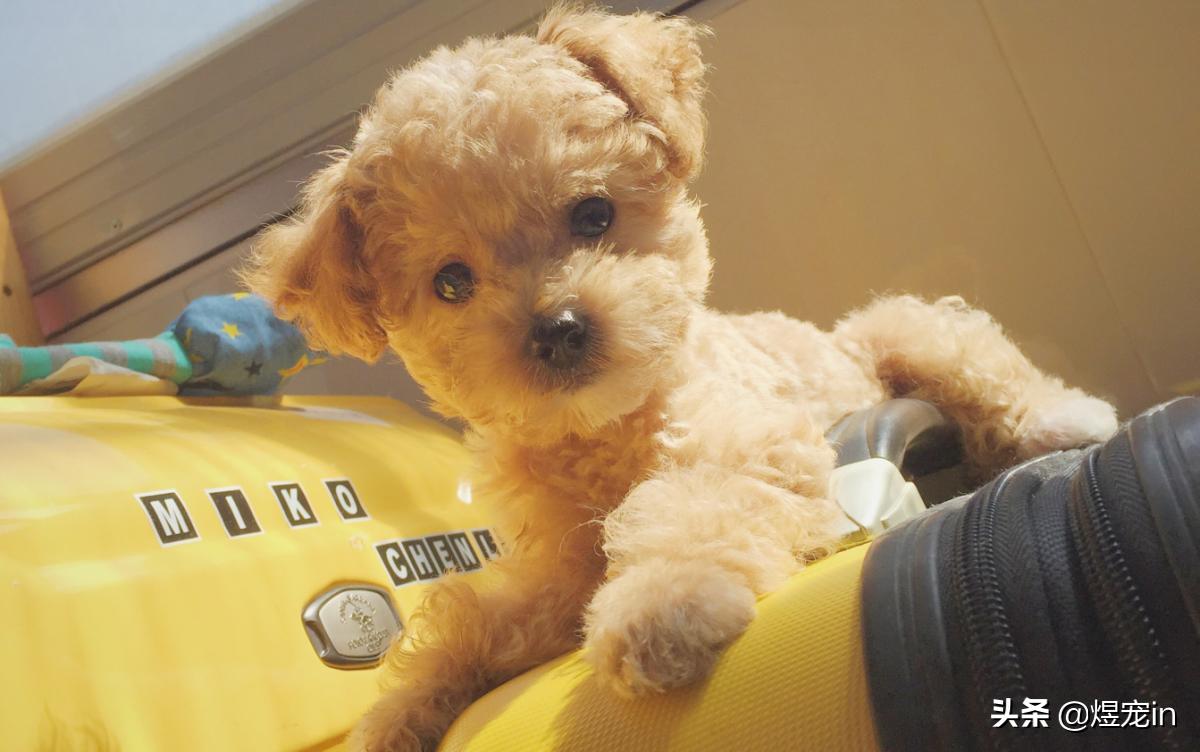 泰迪的便便怎么才算正常,正常的泰迪便便