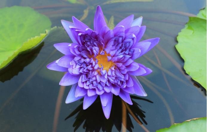 莲与佛的关系,佛教与释迦牟尼的关系