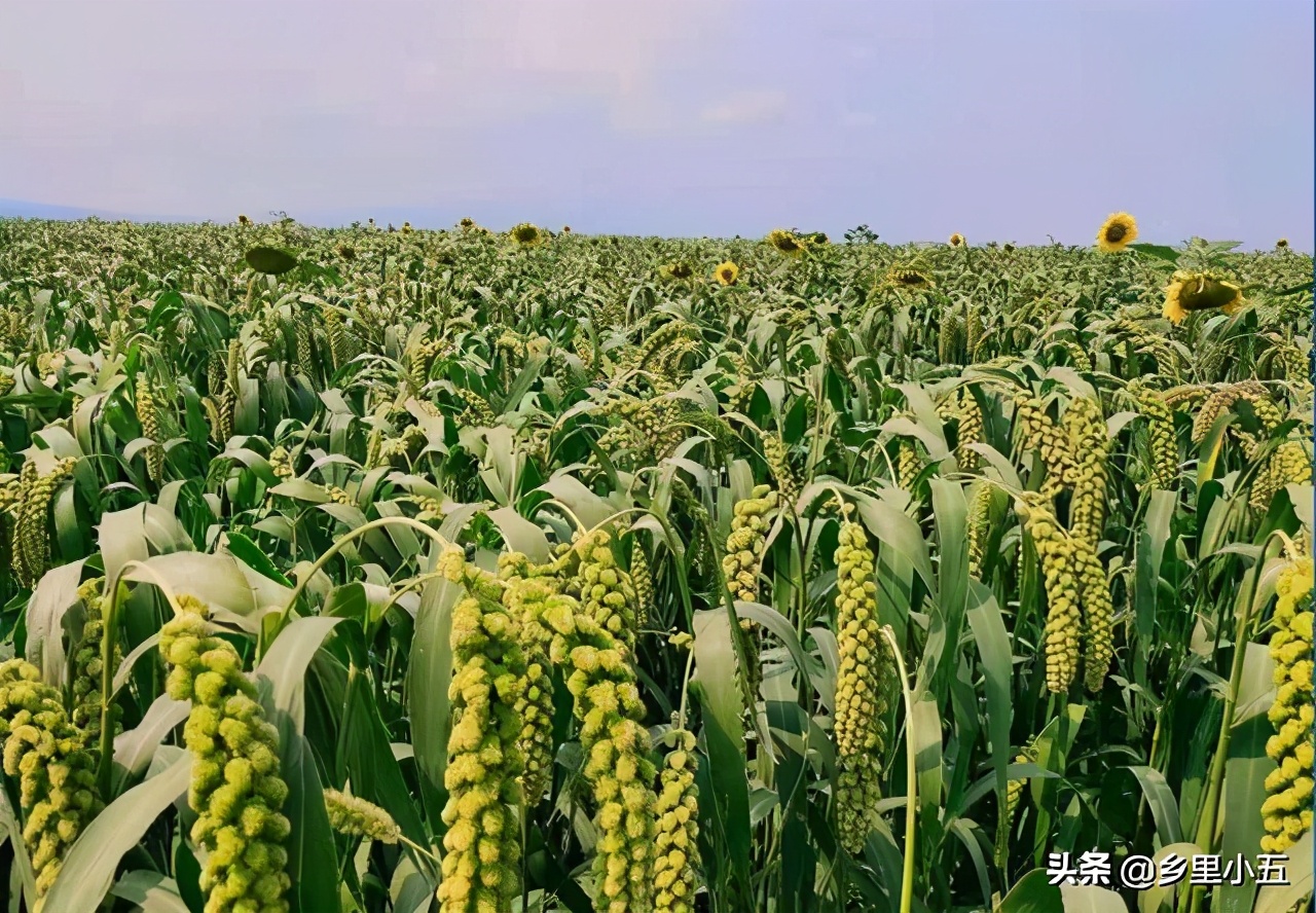 【大山里的好姑娘!十里八村的乡亲们都说这是个好媳妇!】