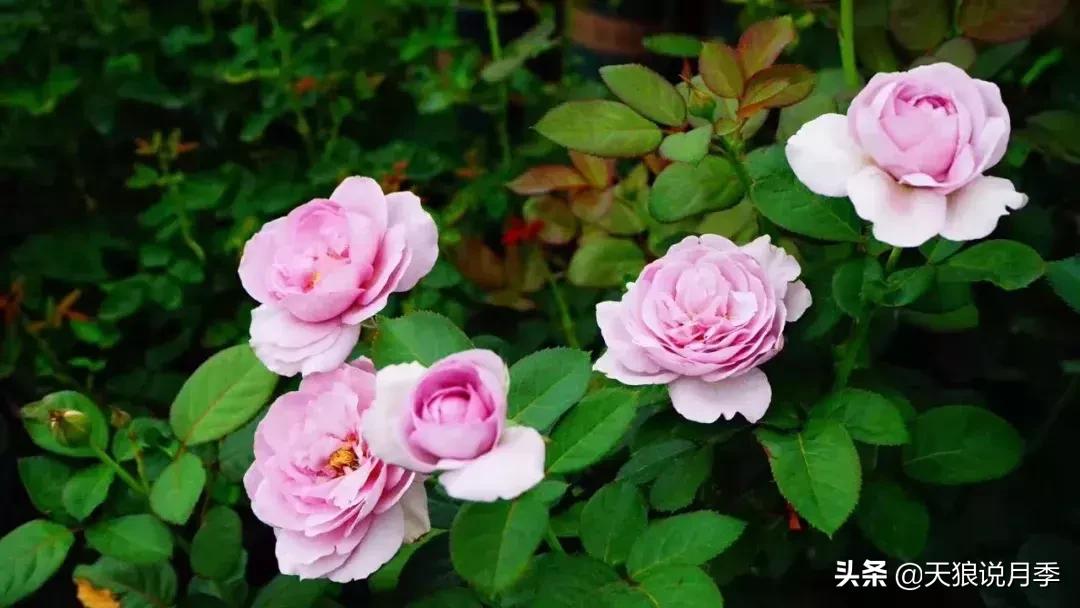 露台打造花海,她用10年改造庭院