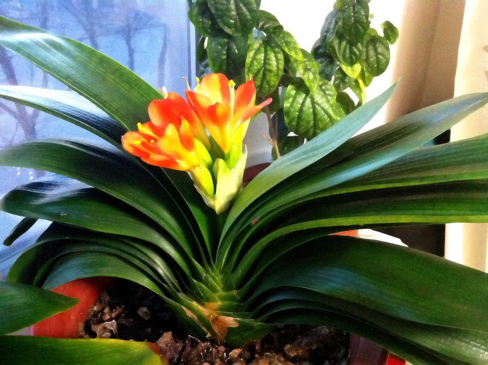 入夏君子兰小苗烂根如何处理,入夏君子兰如何换盆