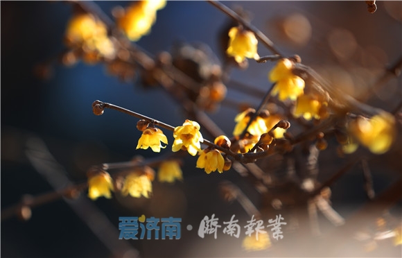 蕊恋黄金分外香腊梅花开俏迎春