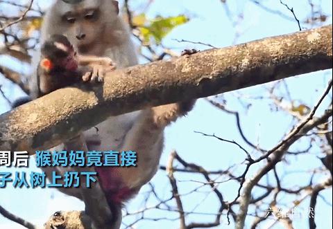 大猴子把小猴子推下悬崖被摔死,动物园猴子被猴子欺负