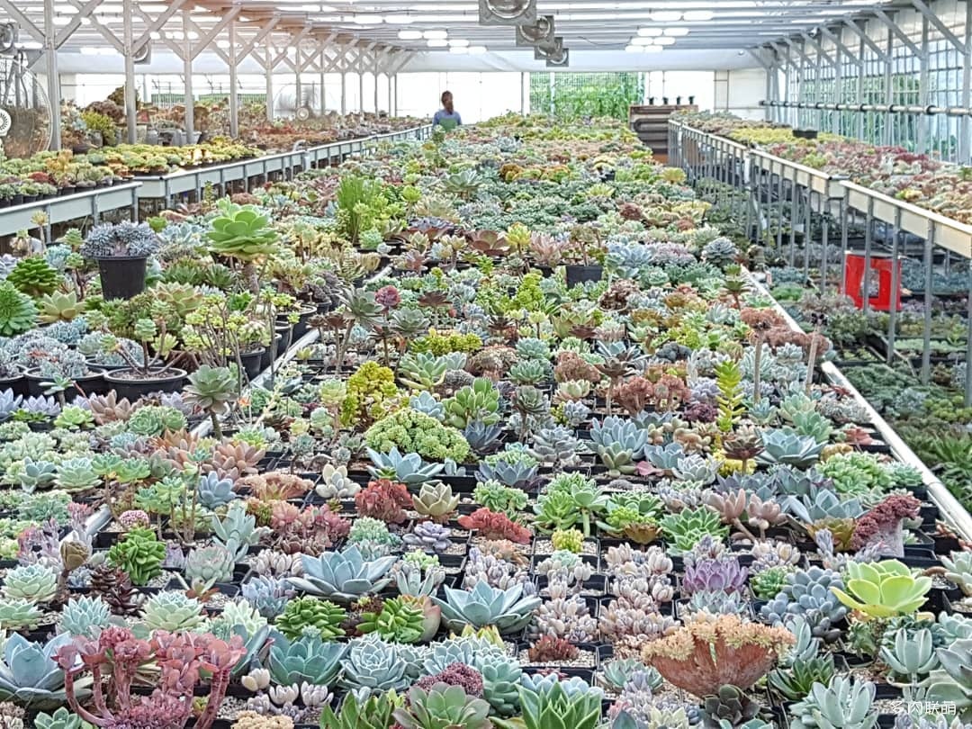 韩国大棚多肉,肉叔带你走遍韩国多肉大棚
