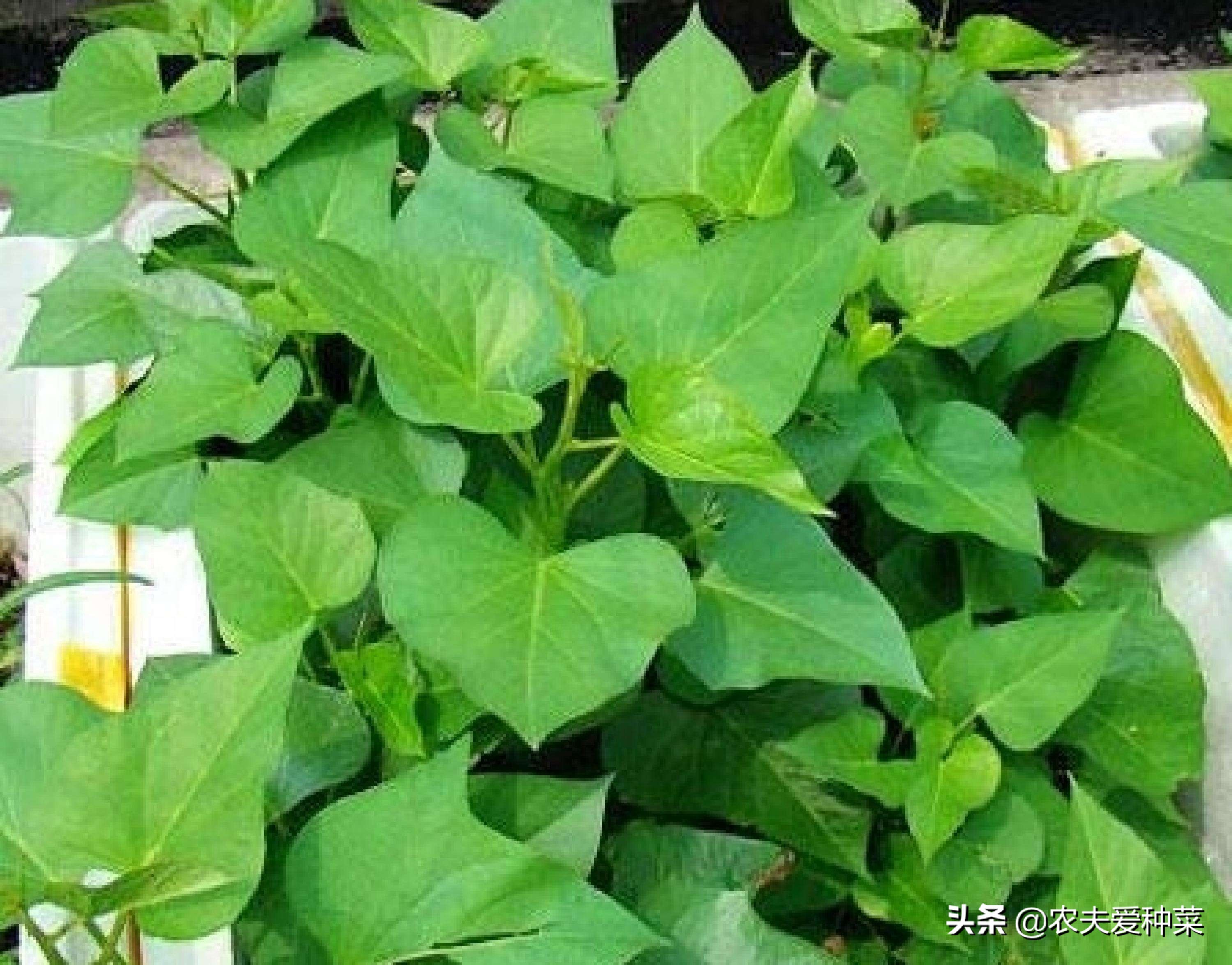 阳台种红薯几天浇一次水,阳台种棵红薯