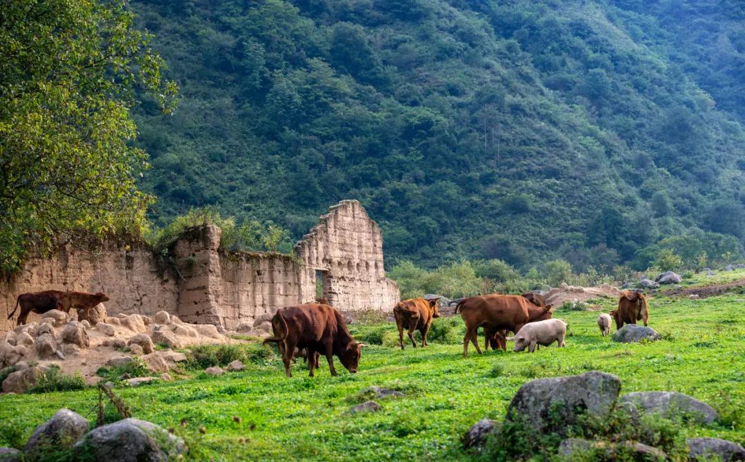 汉中周边踏青的好地方有哪些,汉中乡村游秘境