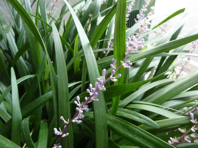 《说文解字》第72课：古文字里的“扫帚菜”？