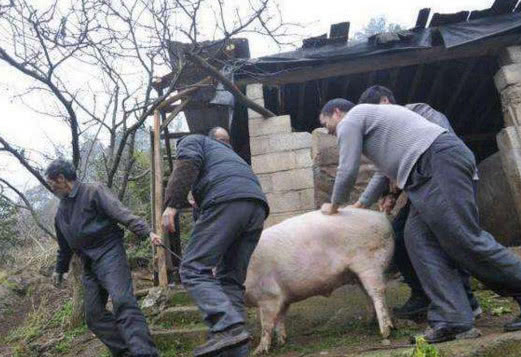 为什么杀猪人还长寿,杀猪不长寿是真的吗