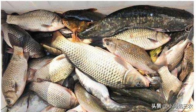农村大集鲤鱼多少钱一斤,农村大集上的野生鲤鱼