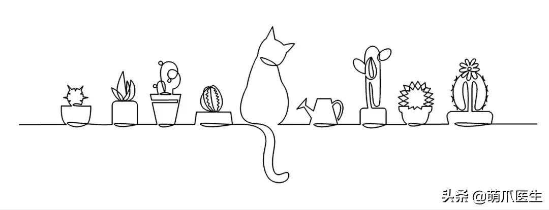 养了猫还可以养兔子吗,养了猫还适合养鹦鹉吗