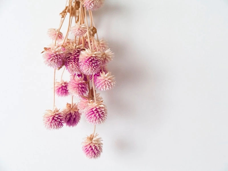 花语大全：各种鲜花的花语，不同颜色寓意也不一样啊