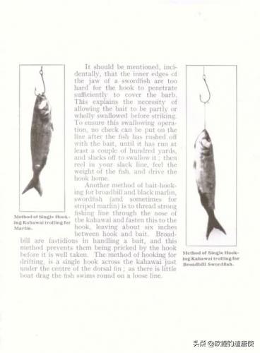 欧鲤钓必须用弯背钩吗,欧鲤钓真的那么厉害吗