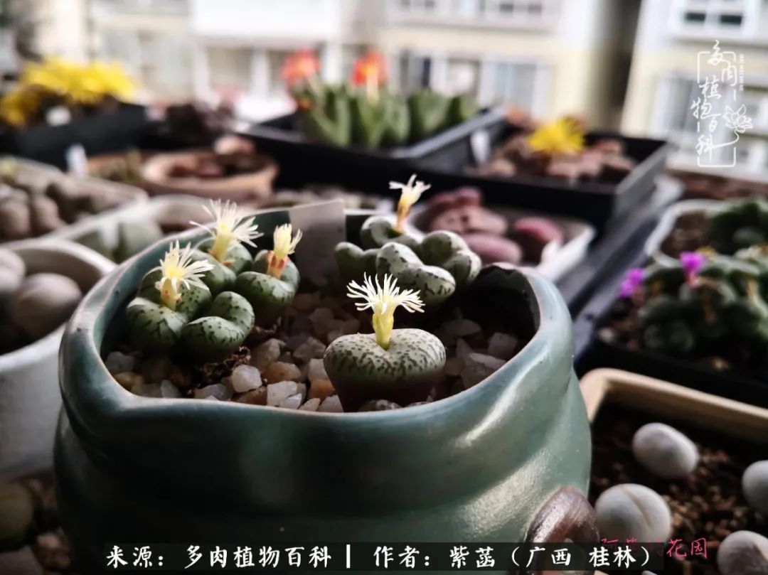 如何在夏天买的多肉度夏,多肉度夏好帮手