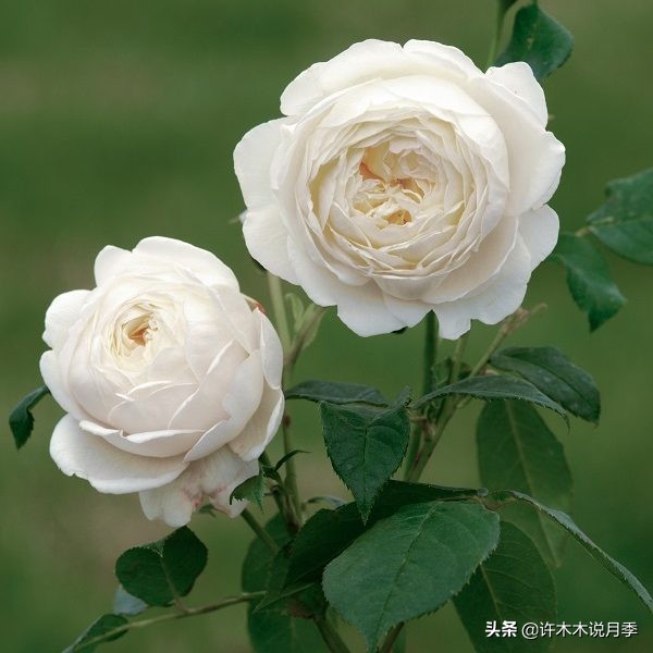 月季新手种植教程,购苗、修剪、施肥、浇水、喷药,手把手教你