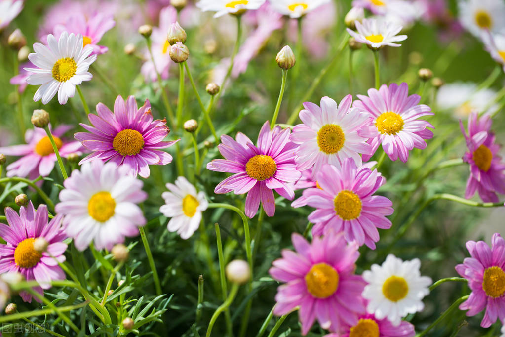 养玛格丽特,养了多年的玛格丽特