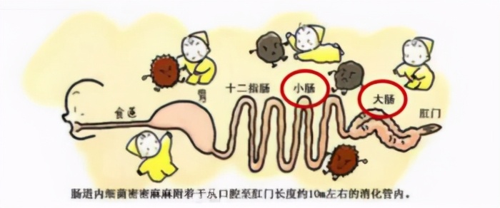 如何分辨肠道是否健康,肠道疾病怎样识别