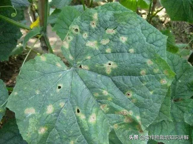 黄瓜病不用药,预防黄瓜生病打什么药