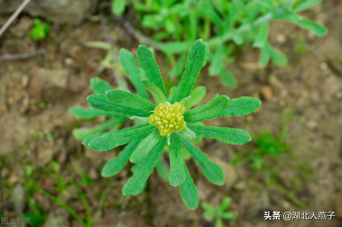 各种可以吃的野菜图片大全及名称 (100种野菜图片大全和名称和吃法)