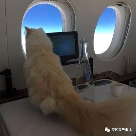 老佛爷的猫继承多少遗产,老佛爷去世后财产留给了一只猫