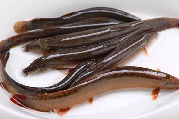 湖北华农园泥鳅养殖技术,华农园套养泥鳅