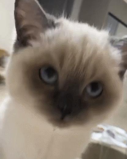 煤老板爆红完整版,煤老板ins