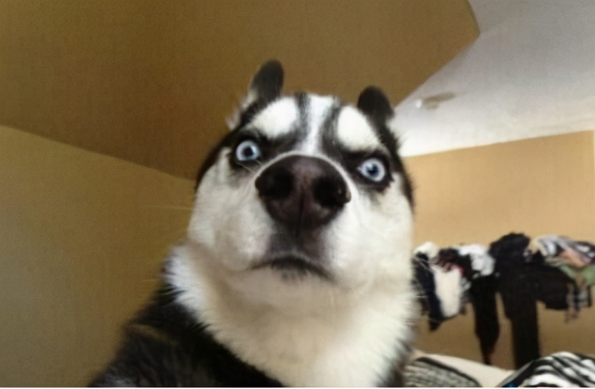 不同国家的狗大比拼,不同国家的狗狗品种结合的样子