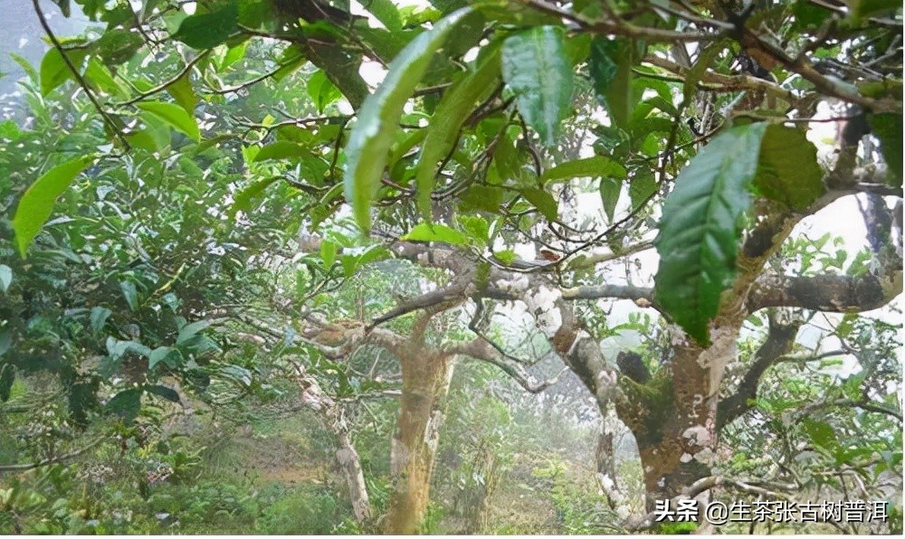 普洱茶里老茶头和碎银子哪个好喝,普洱茶7542和7572哪个好喝